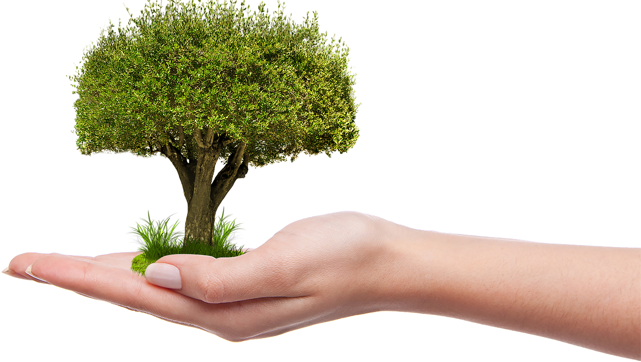tree-1247796_1280